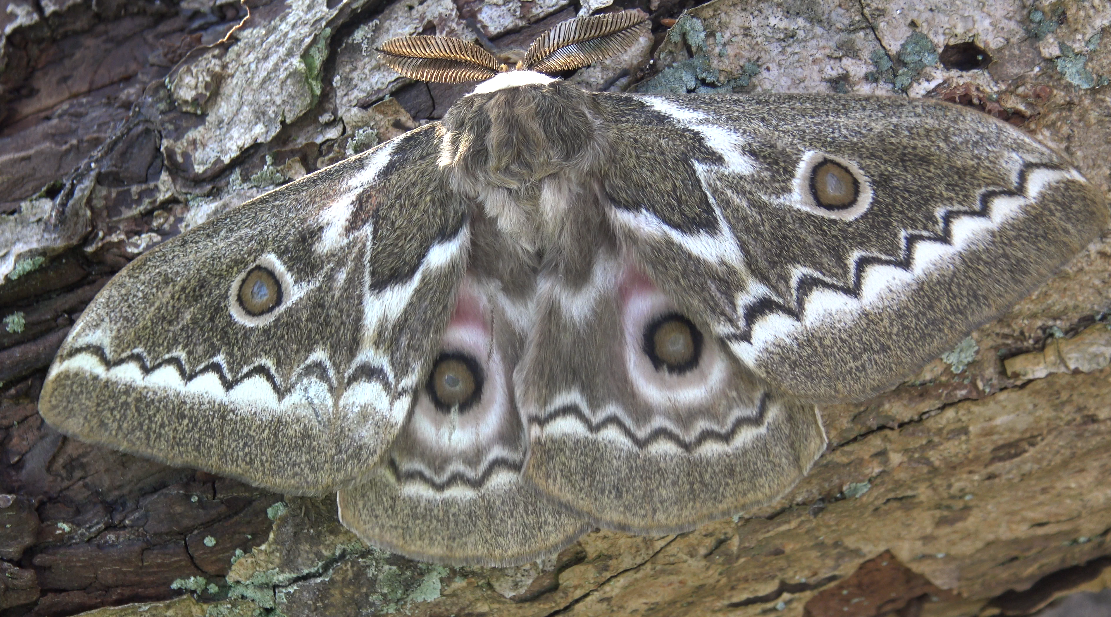 Gonimbrasia tyrrhea — “ZigZag Emperor Moth” | Welcome, visitor!